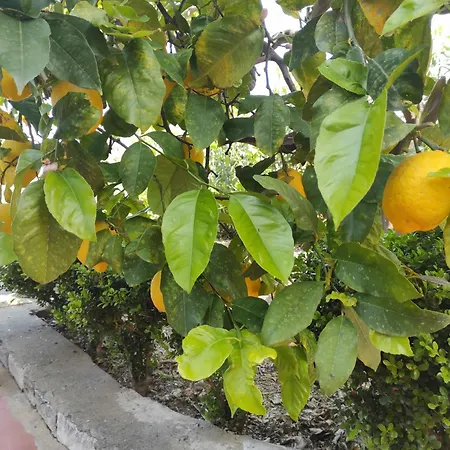 Lumachella